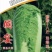 杜绝假货大白菜种子三系杂交不干烧心净菜率高耐储藏秋播