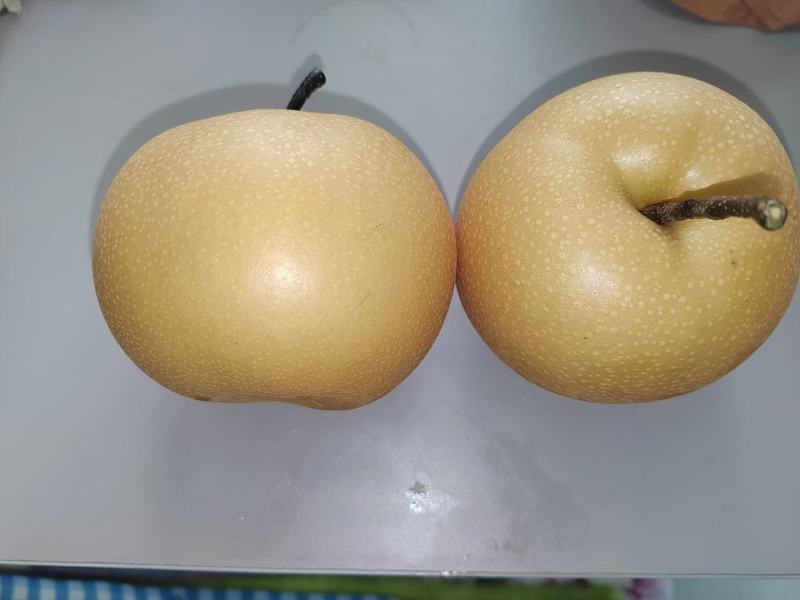 秋月梨入口化渣果面干净套袋果诚信对接批发商超市电商打包