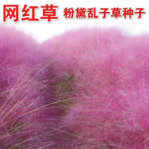 粉黛乱子草种子多年生网红花草种子乡村花海打造