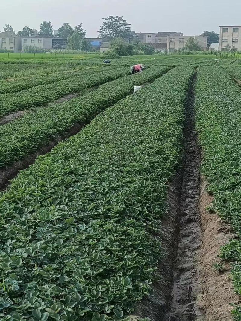 【推荐】安徽草莓苗大叶红颜草莓苗，无病害成活率高提供指导