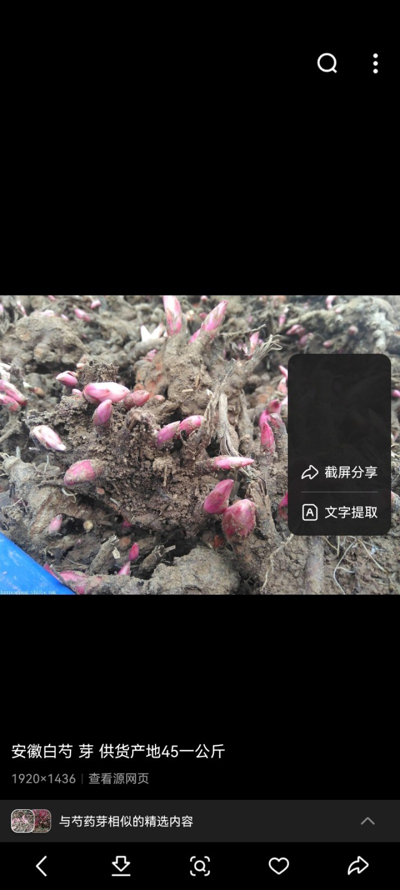 出售白芍苗