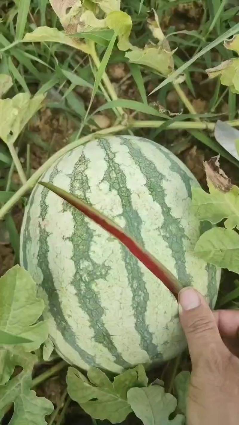 精选优质西瓜，金城5西瓜大量上市产地品质保障考察视频看货