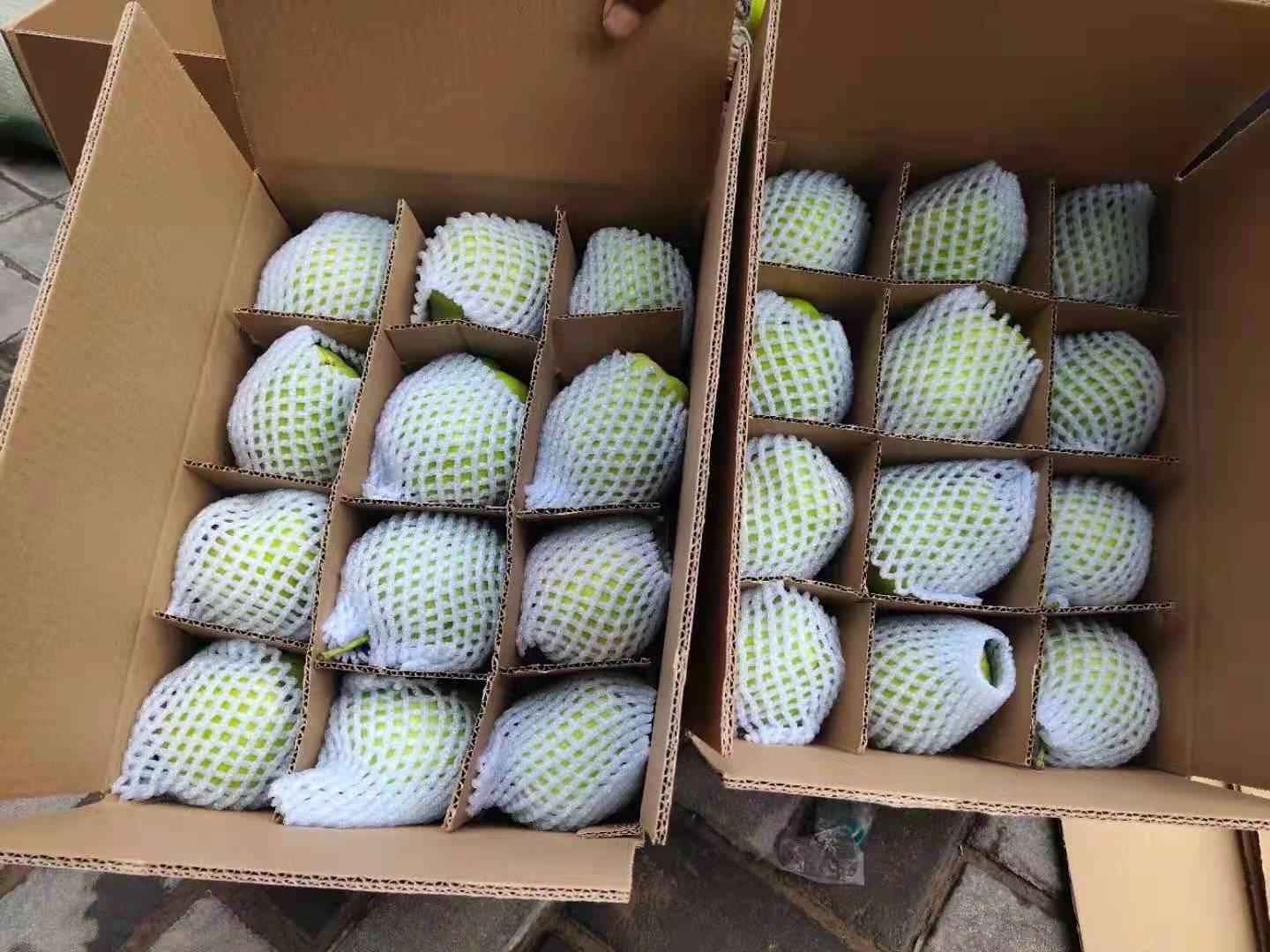 商丘酥梨分拣包装现场,工人们正在忙碌地将新鲜酥梨装箱 酥梨分拣包装现场