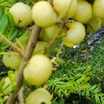 西饼甜油甘