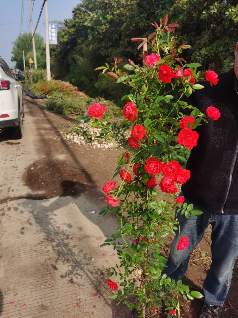 藤本月季爬藤植物多种花色，可选，四季开花花卉阳台庭院绿植