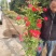 藤本月季爬藤植物多种花色，可选，四季开花花卉阳台庭院绿植