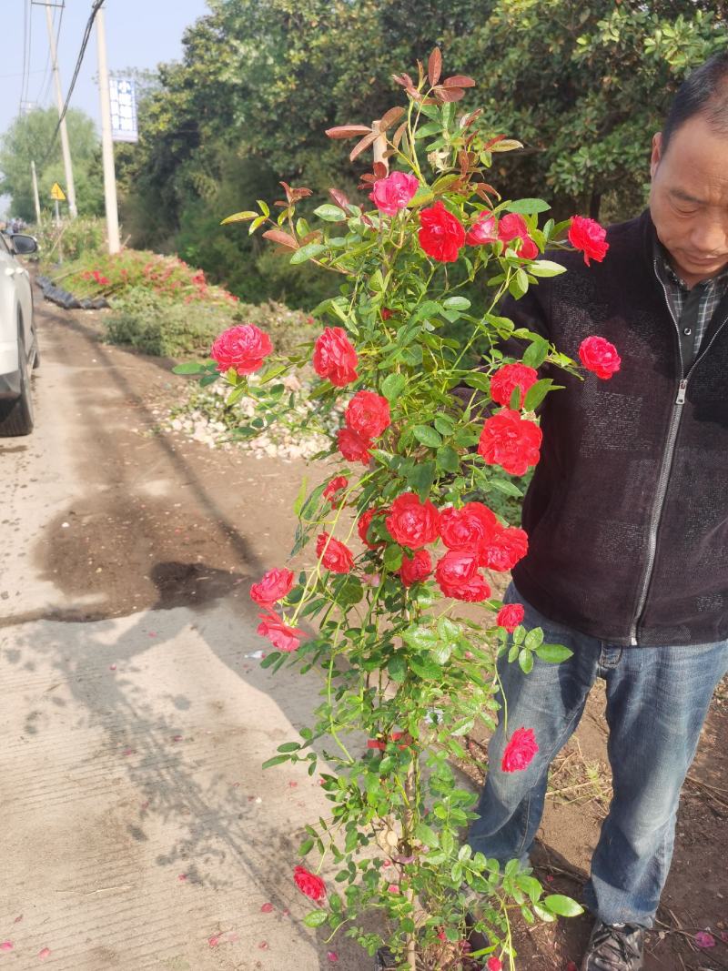 藤本月季爬藤植物多种花色，可选，四季开花花卉阳台庭院绿植