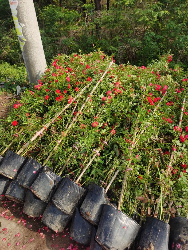 藤本月季爬藤植物多种花色，可选，四季开花花卉阳台庭院绿植