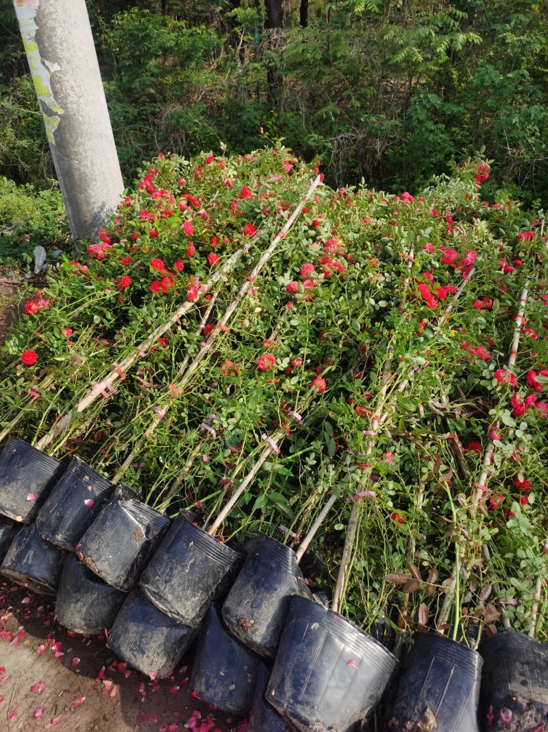 藤本月季爬藤植物多种花色，可选，四季开花花卉阳台庭院绿植