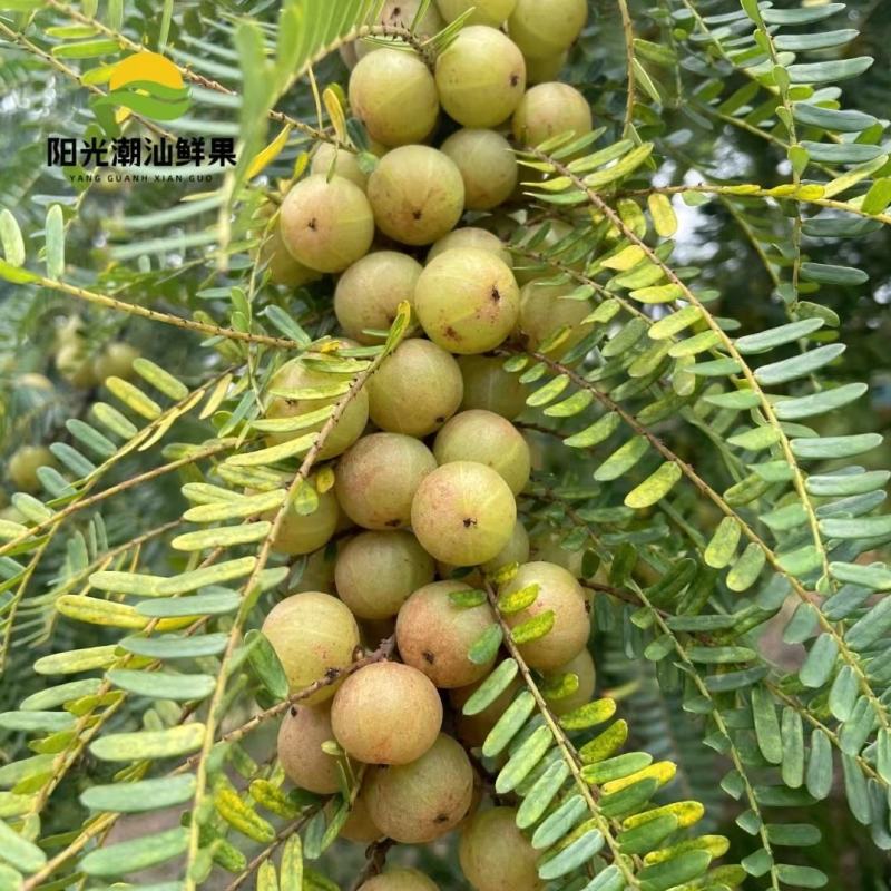 牛甘果，油甘果！甜种丙甜产地现货供应！榨汁电商一件代发