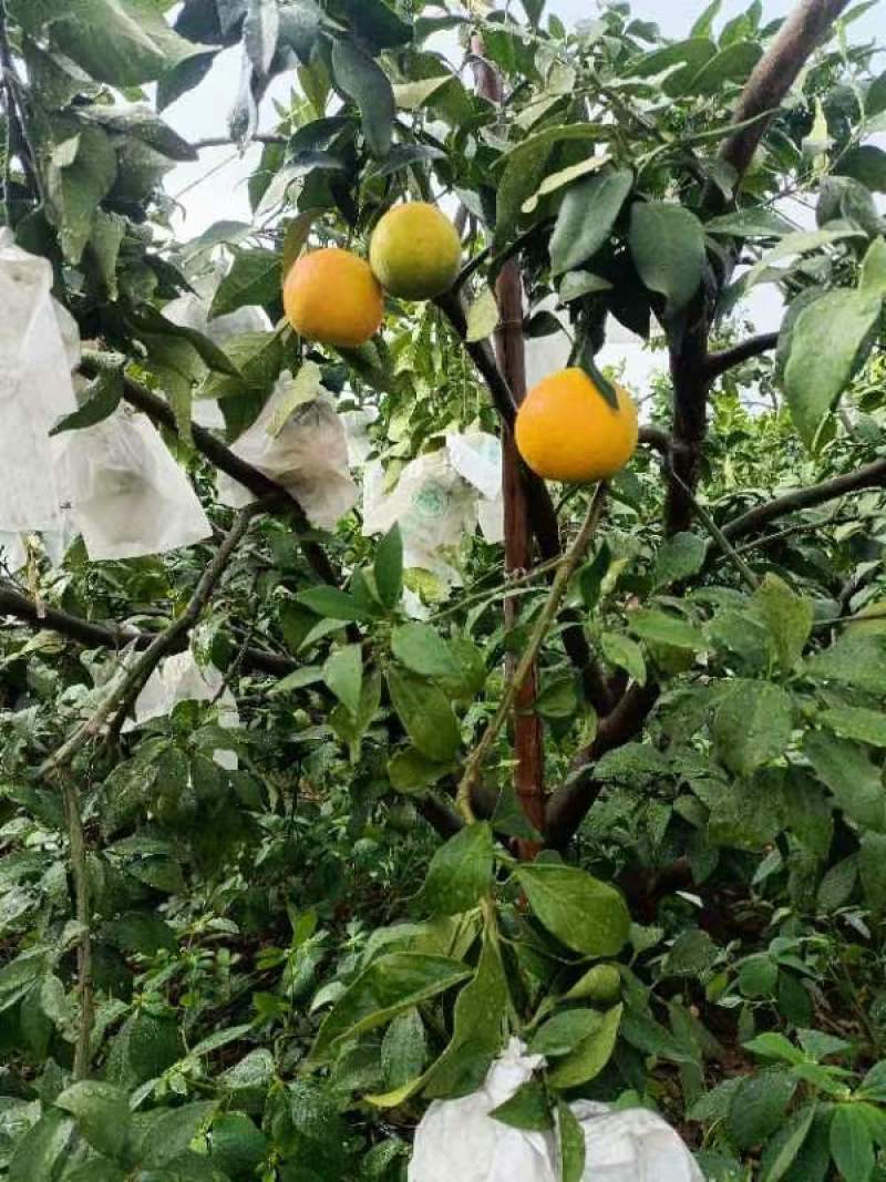 云南高原爱媛38，果冻橙