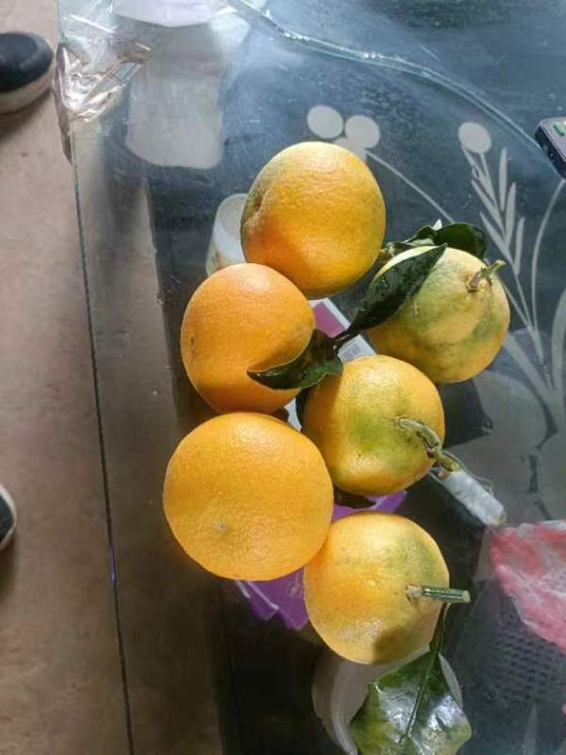 云南高原爱媛38，果冻橙
