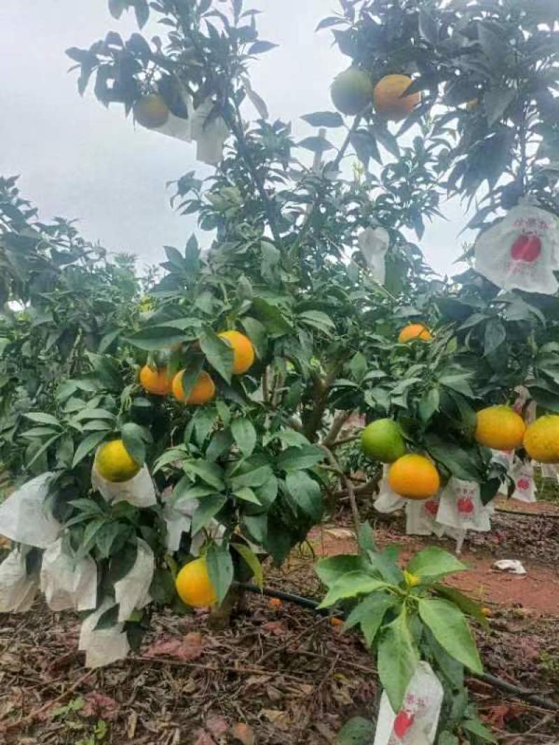 云南高原爱媛38，果冻橙