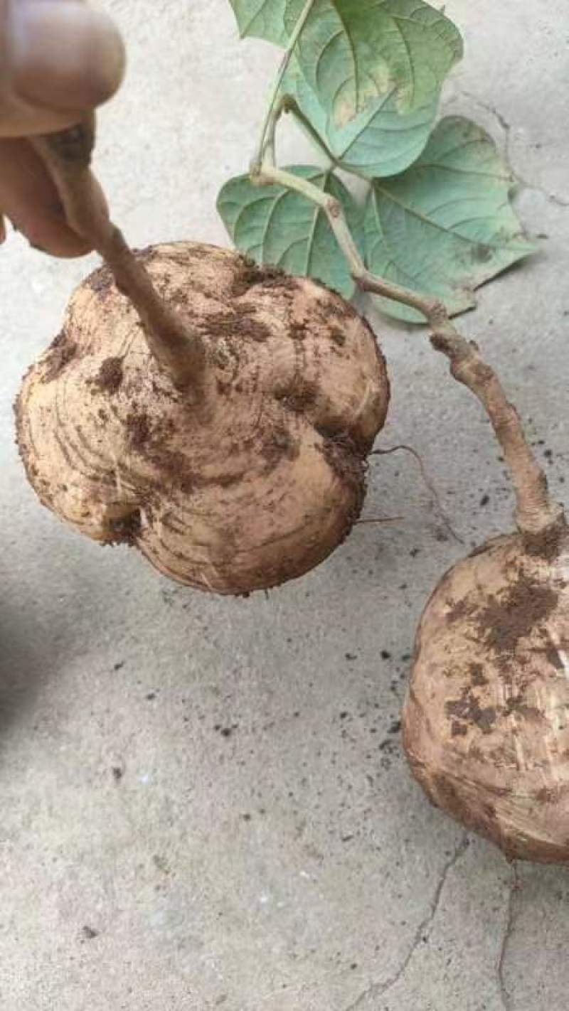 【高品质】豆薯/凉薯皮薄脆甜多汁好剥皮耐储藏耐运输规格全