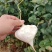 【高品质】豆薯/凉薯皮薄脆甜多汁好剥皮耐储藏耐运输规格全