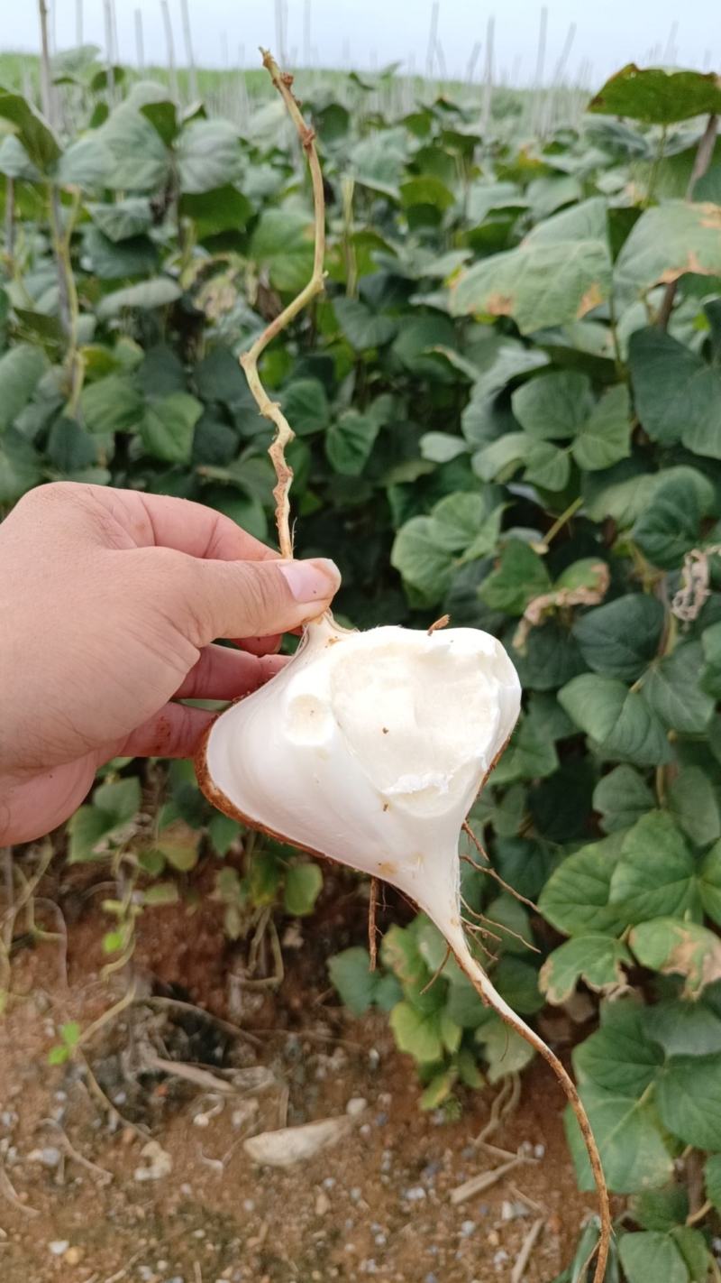 【高品质】豆薯/凉薯皮薄脆甜多汁好剥皮耐储藏耐运输规格全
