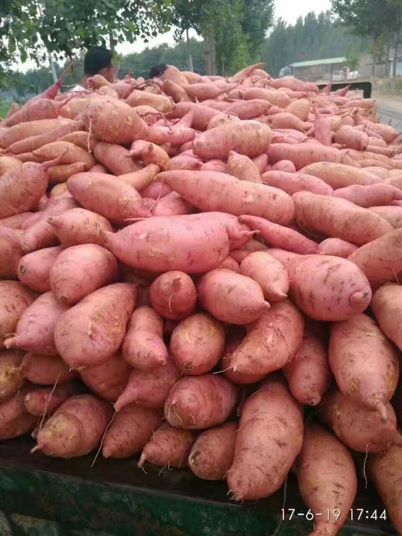 《实力》河南红薯精品龙九红薯大量上市产地直供量大