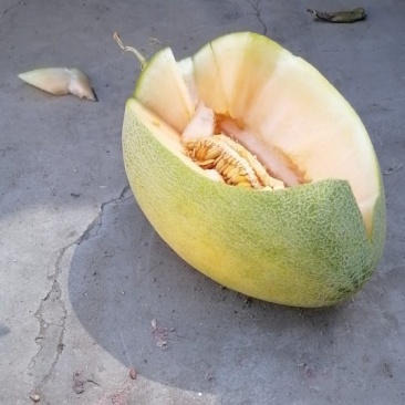 哈密瓜