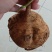 【高品质】豆薯/凉薯皮薄脆甜多汁好剥皮耐储藏耐运输规格全