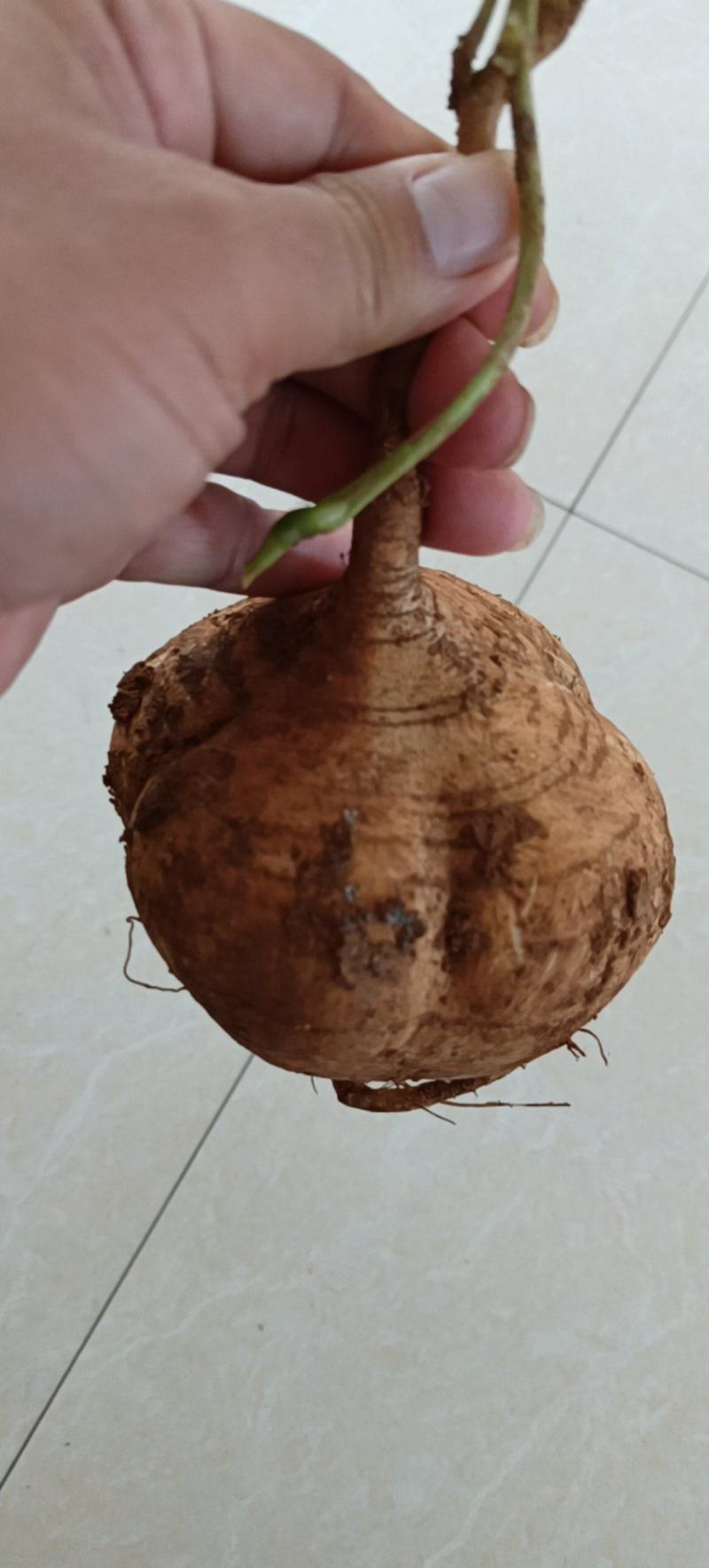 【高品质】豆薯/凉薯皮薄脆甜多汁好剥皮耐储藏耐运输规格全