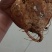 【高品质】豆薯/凉薯皮薄脆甜多汁好剥皮耐储藏耐运输规格全