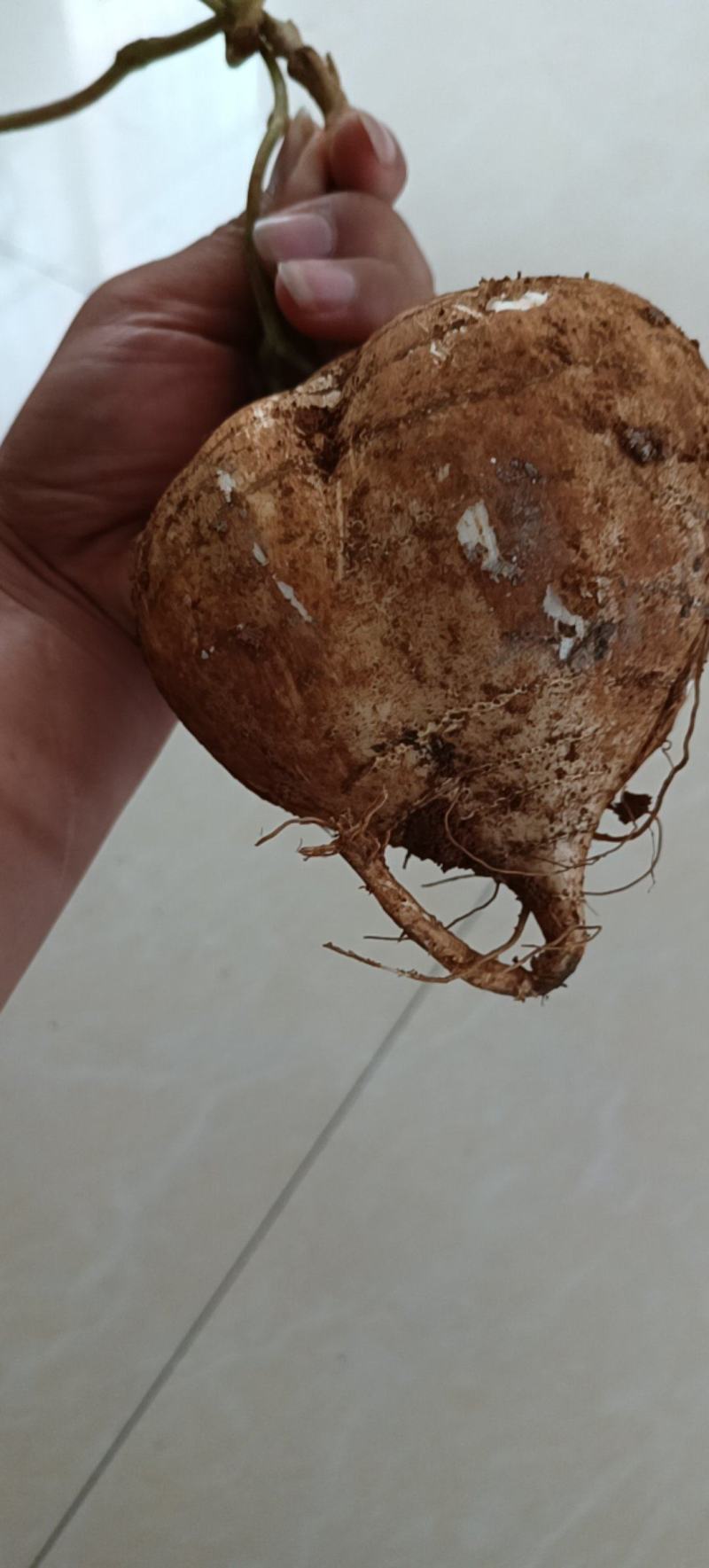 【高品质】豆薯/凉薯皮薄脆甜多汁好剥皮耐储藏耐运输规格全