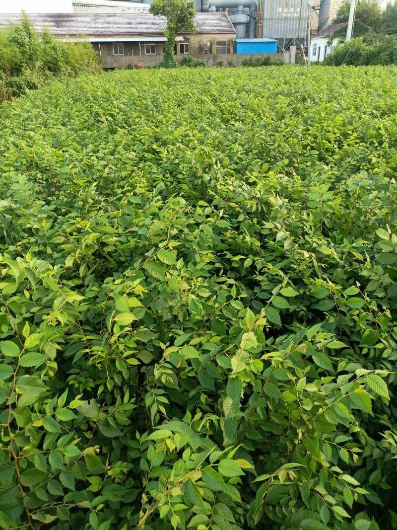 红榉小苗，高度60cm~120cm大量有货可视频看货
