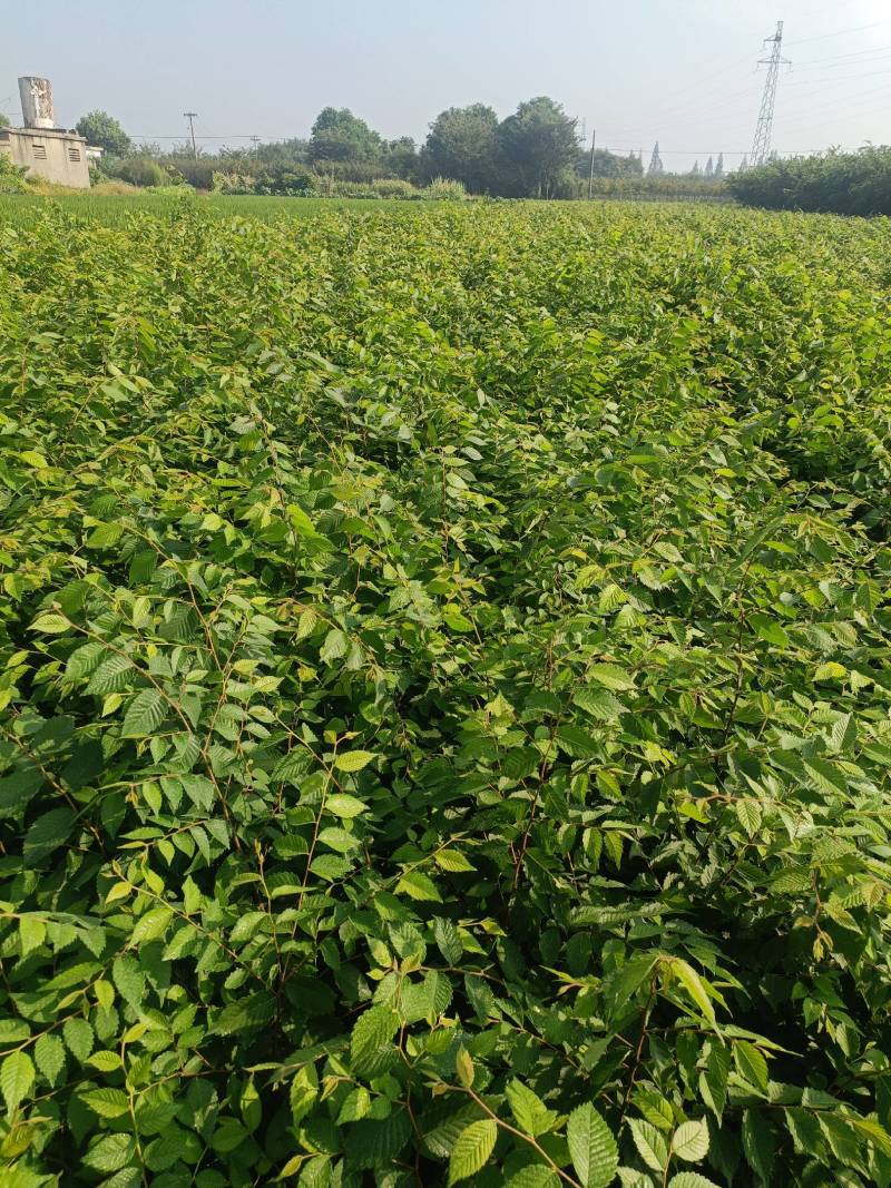 红榉小苗，高度60cm~120cm大量有货可视频看货