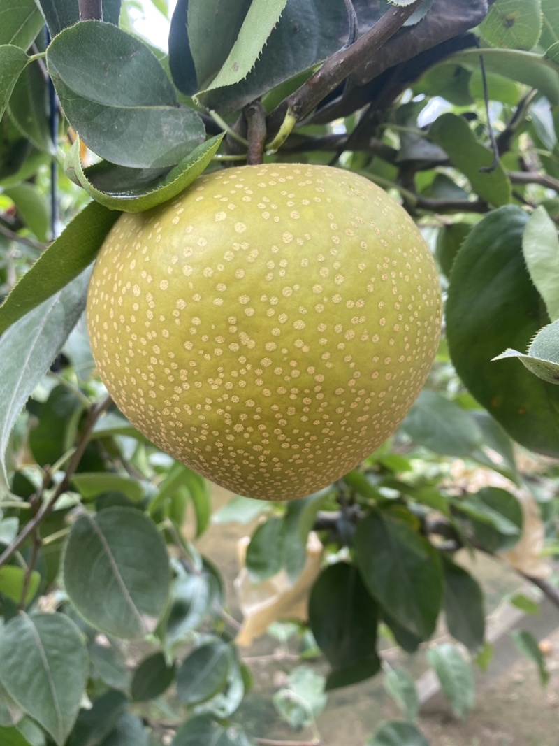 青岛华山风水🍐产地，头茬刚上市，欢迎订购