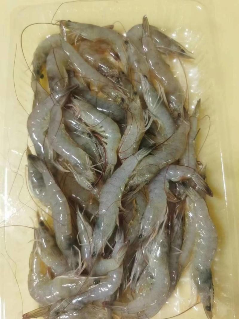 精选小海虾、天然小青虾、活冻原条河虾、近海货长期有货有量