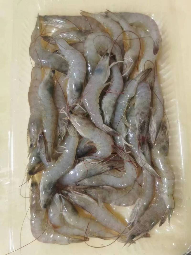 活冻小海虾、精选原条海虾、近海货长期有货有量