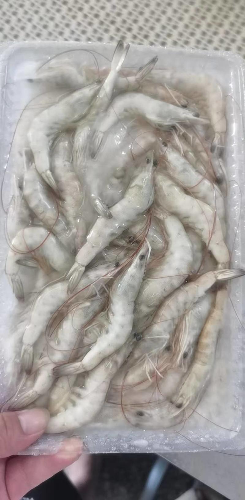 精选小海虾、天然小青虾、活冻原条河虾、近海货长期有货有量