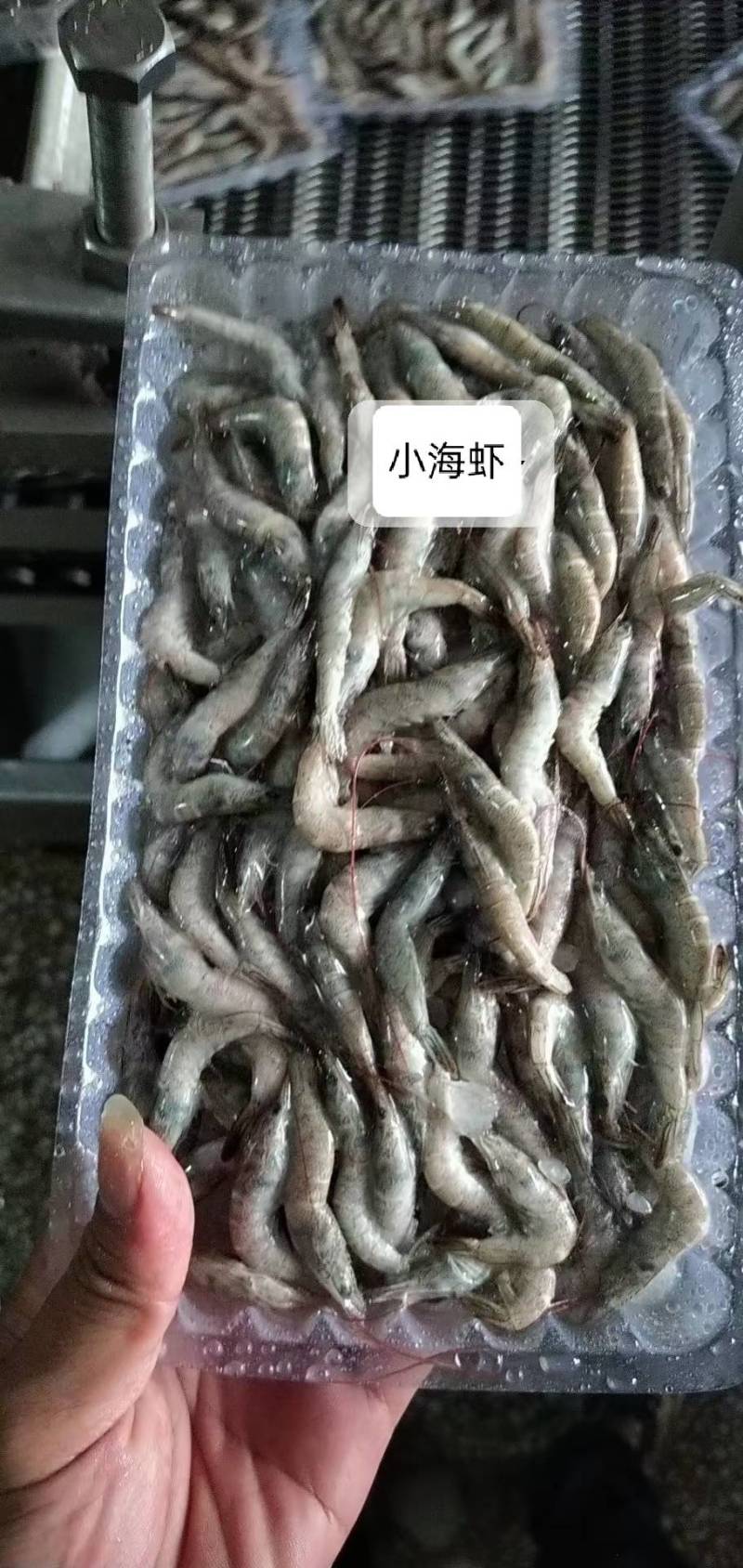 活冻小海虾、精选原条海虾、近海货长期有货有量