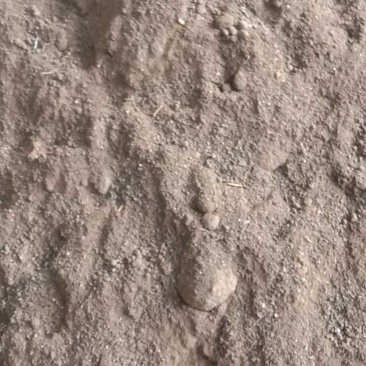 发酵猪粪，经过高温发酵，可直接下地，适应各种果蔬类，药材