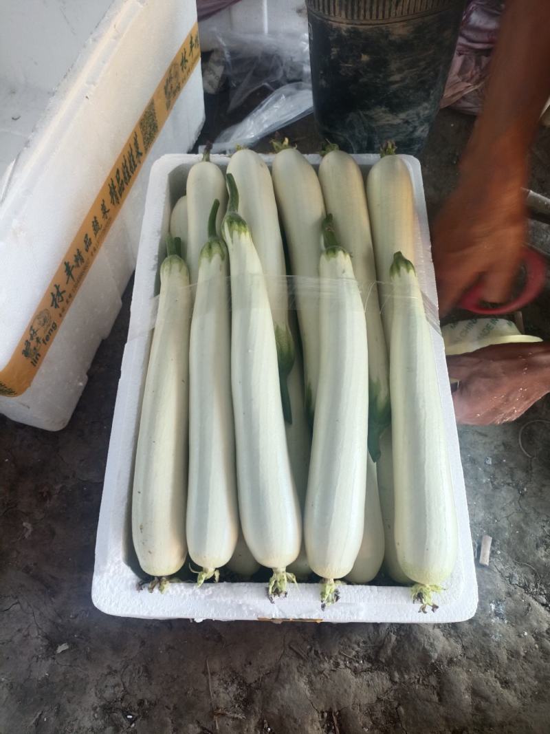 丝瓜
