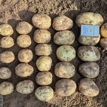 陕北土豆，实验一开挖，可以派车，欢迎来电咨询