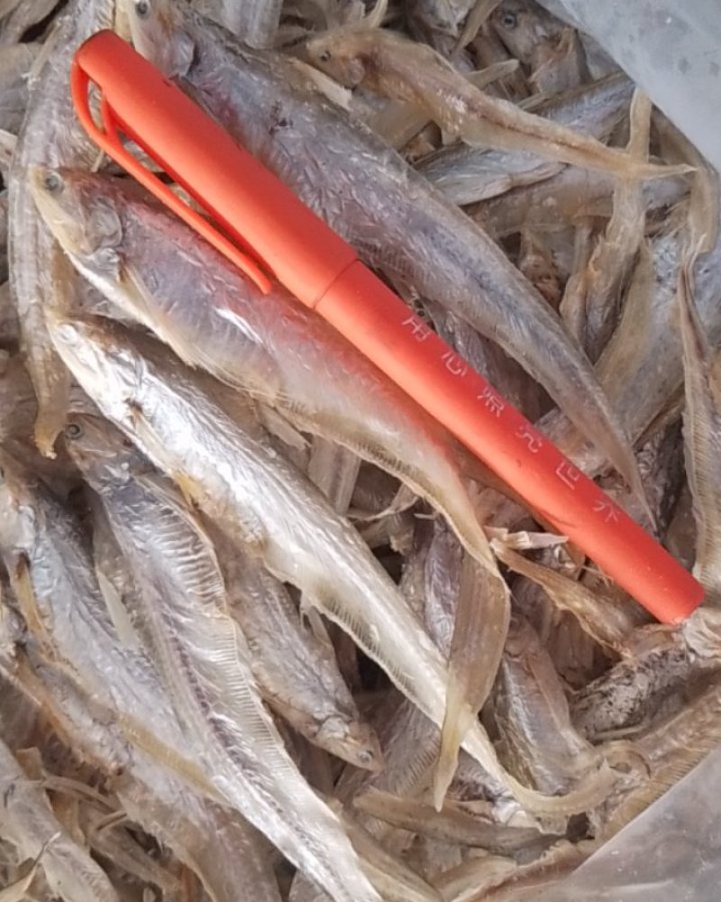巢湖毛刀鱼