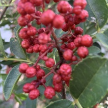 汉源花椒