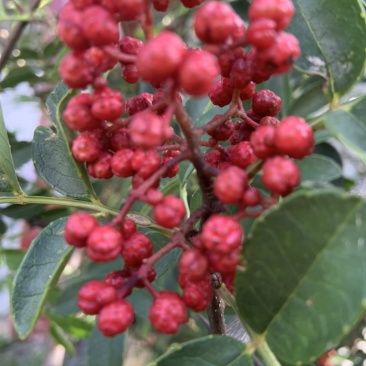 汉源花椒