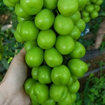 阳光玫瑰，专业人员修穗，串型均匀，颗粒饱满，口味香甜