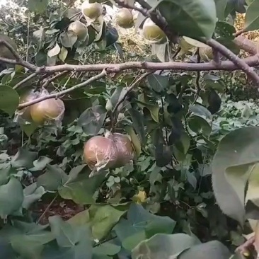 邢台玉兰玉露香梨种植基地欢迎您！20号左右开始采摘