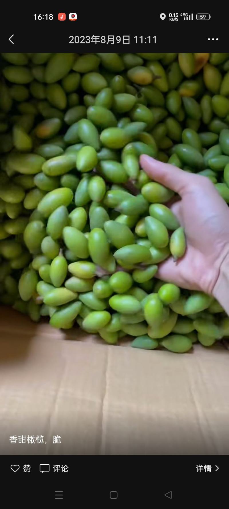 2号青枣脆橄榄