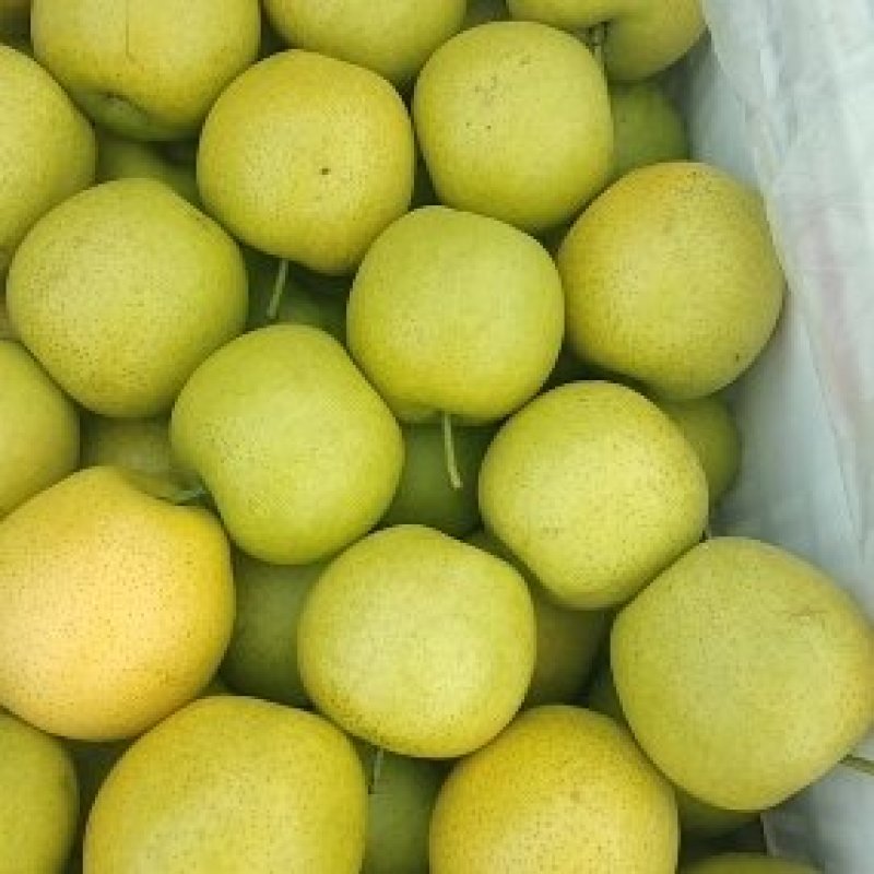 “青皮皇冠梨酥梨光果脆甜新鲜上市万亩产地直供量大从