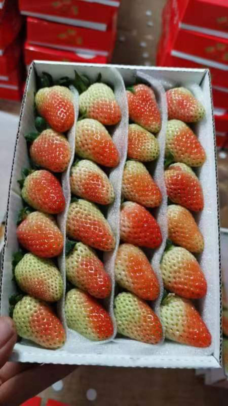 云南草莓，商用为主草莓奶茶饮料果汁果酱鲜果草莓