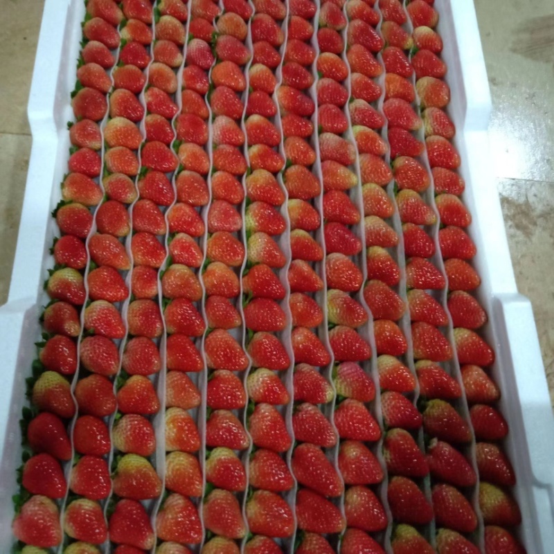 云南草莓，商用为主草莓奶茶饮料果汁果酱鲜果草莓
