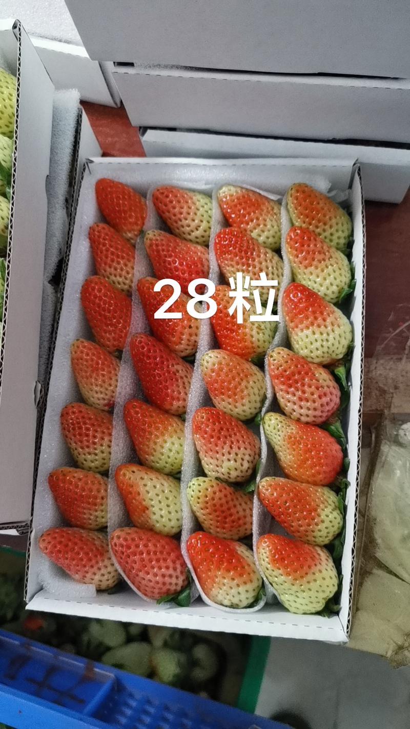 云南草莓，商用为主草莓奶茶饮料果汁果酱鲜果草莓