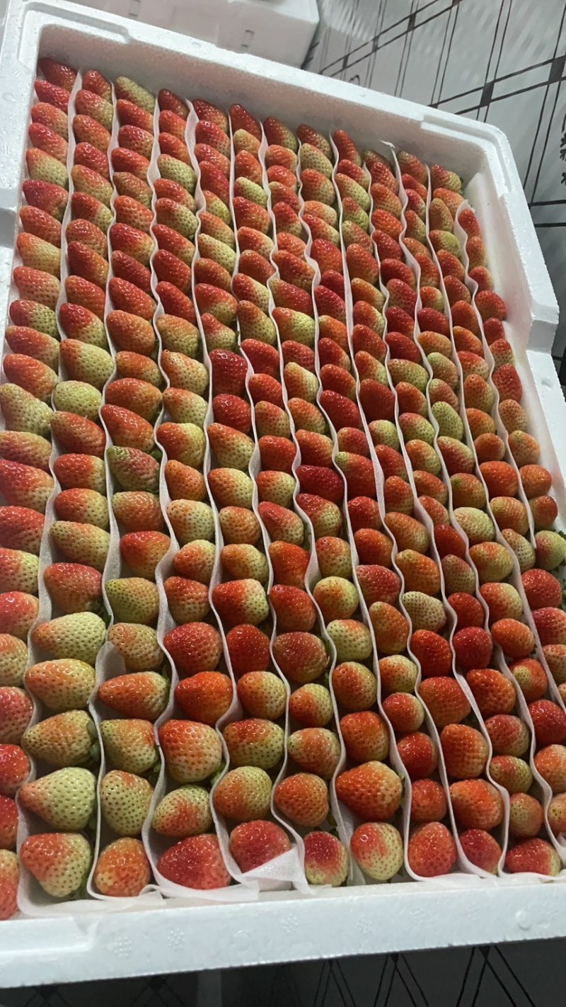 云南草莓，商用为主草莓奶茶饮料果汁果酱鲜果草莓