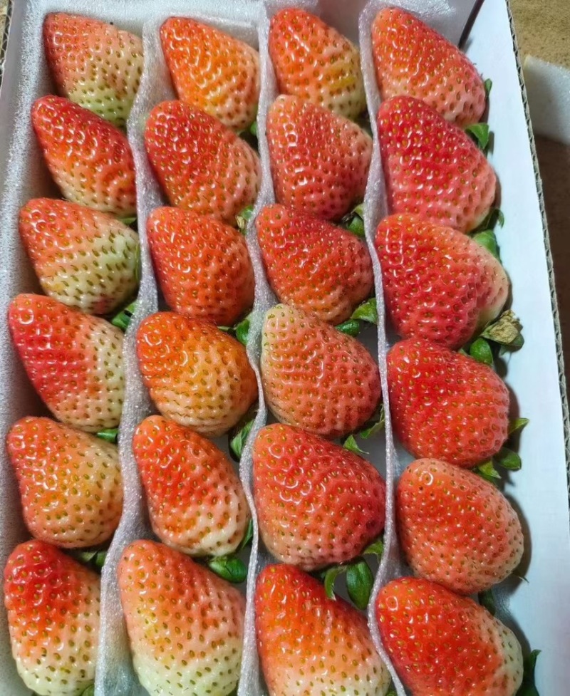 云南草莓，商用为主草莓奶茶饮料果汁果酱鲜果草莓