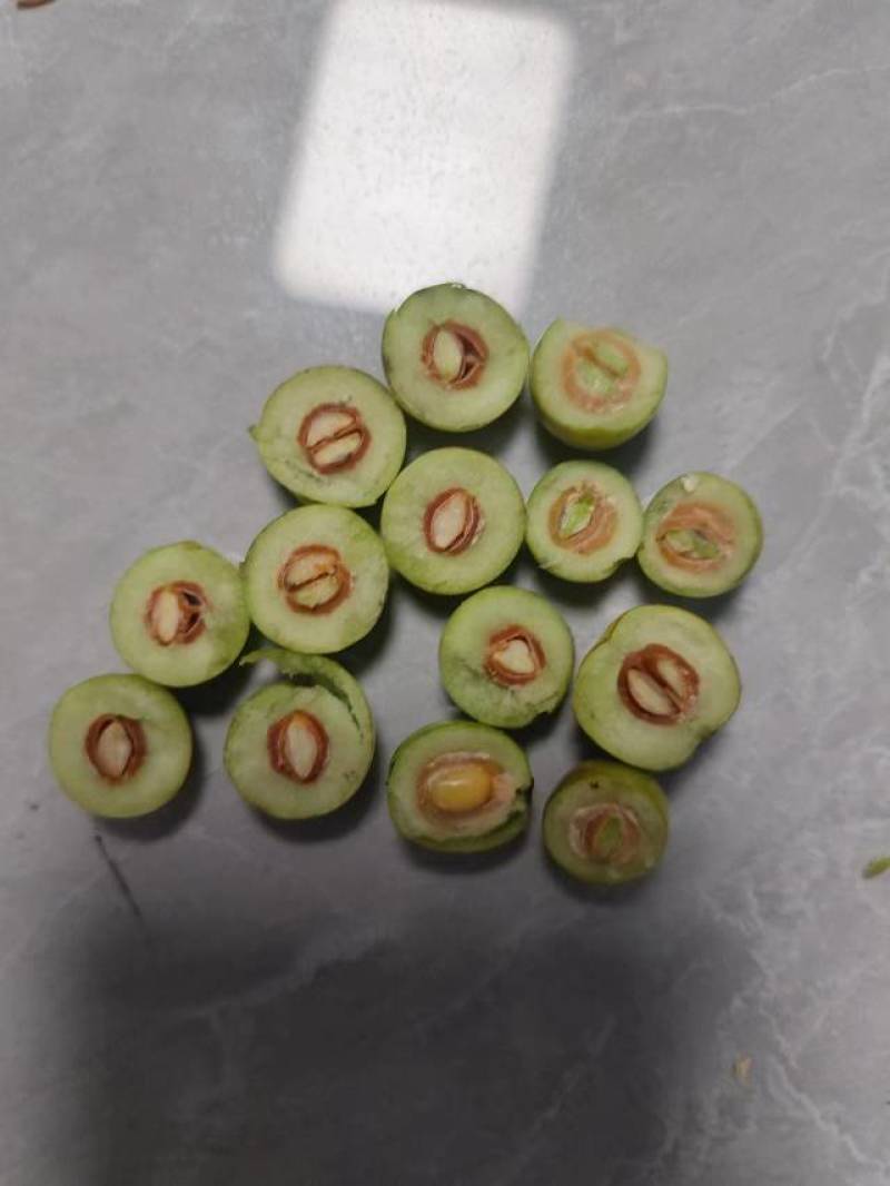 酸枣