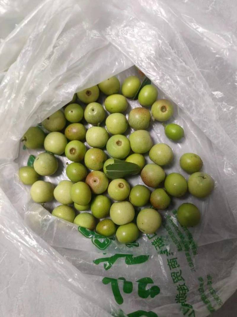 酸枣
